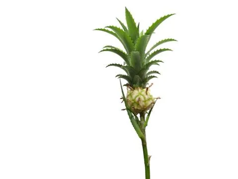 Pineapple tropical fruit Stock Photos