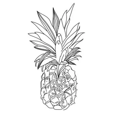 Pineapple tropical fruit. Vector object Stock Illustration