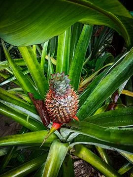 Pineapple unriped Foto stock