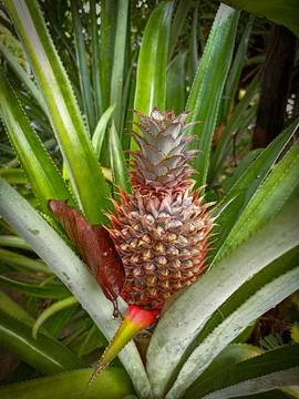 Pineapple unriped Stock Photos