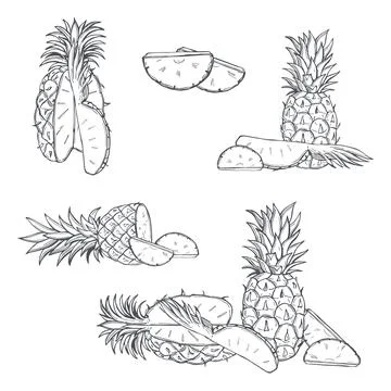 Pineapple. Vector  illustration Stock Illustration