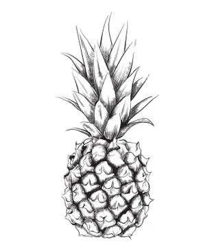 Pineapple vector line art. Vintage design fruit isolated on whites Stock Illustration