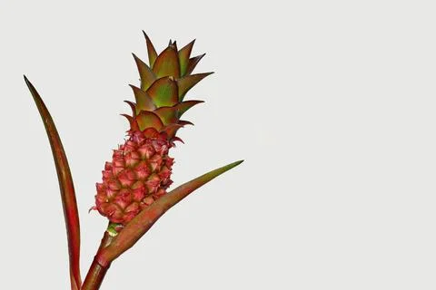 Pineapple with white background - right side - with leaves - detail - isola.. Stock Photos