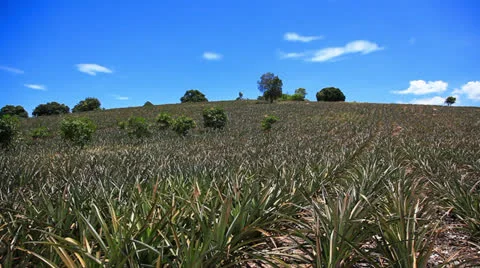 Pineapple1 스톡 동영상 26020345