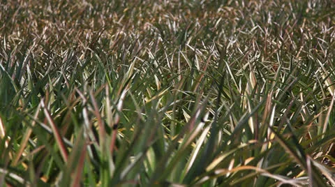 Pineapple2 스톡 동영상 26021251