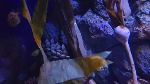 Pineapplefishes, also known as pinecone fish, swimming in water. Stock Footage 323864528