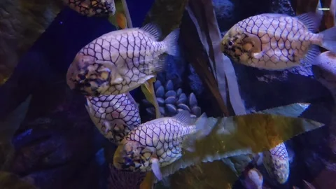 Pineapplefishes swimming in a large group. Stock Footage 323864529