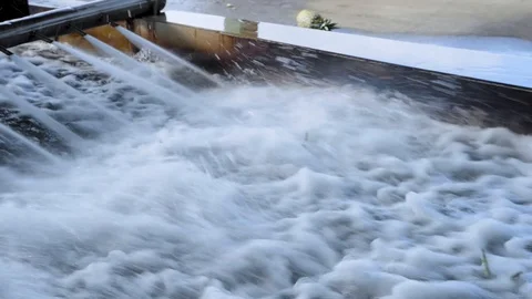 The pineapples are washed before starting the selection process in the Stock Footage 123556953