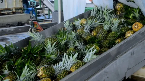 The pineapples begins in his journey to the processing plant Stock Footage 123557008
