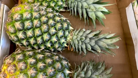 Pineapples in cardboard box Stock Footage 301246163