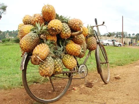 Pineapples fastened onto bicycle Stockfoto's