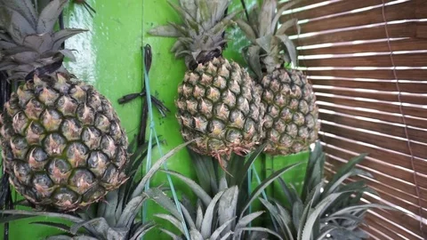 Pineapples Stock Footage 102818425