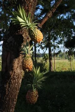 Pineapples hanging on tree Stock Photos