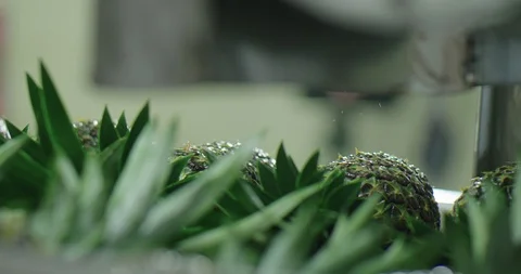 Pineapples moving Video stock 125082809