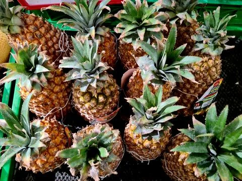 Pineapples neatly arranged in rows Stock Photos