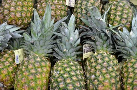 Pineapples 写真素材