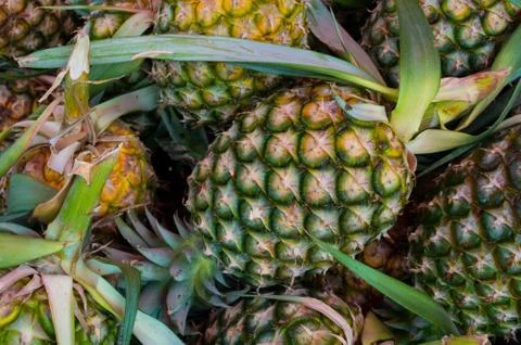 Pineapples Stock Photos