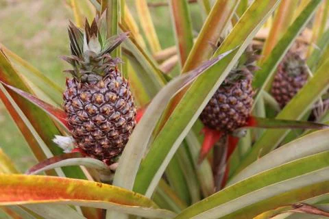 Pineapples Stock Photos