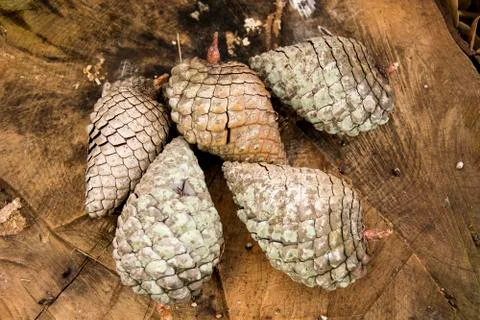 Pineapples Stock Photos