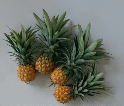 Pineapples Stock Photos
