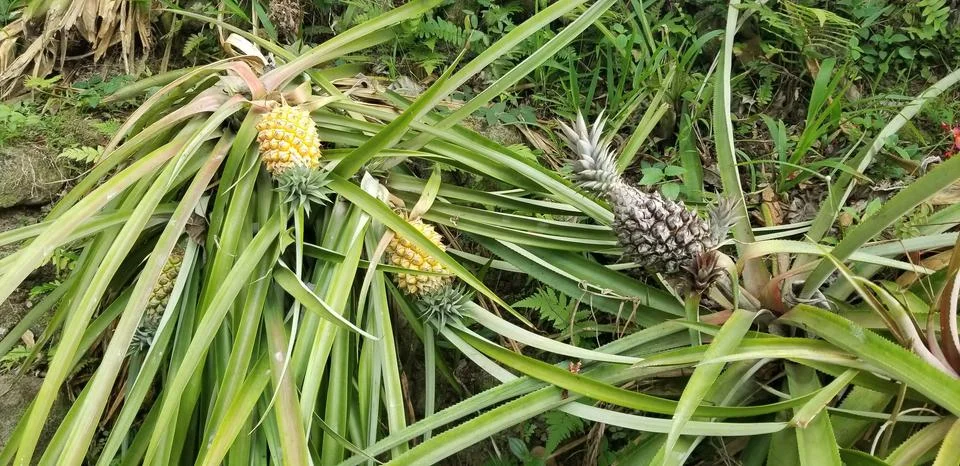 Pineapples Stock Photos