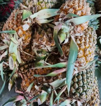 Pineapples Stock Photos