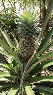 Pineapples Stock-Fotos