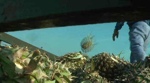 Pineapples ready to factory 스톡 동영상 37839508