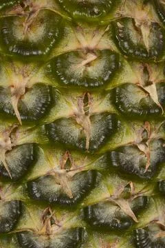 Pineapples skin Stock Photos