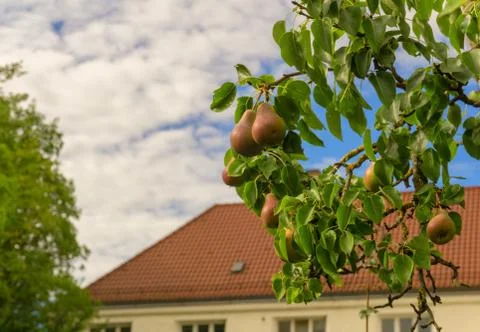 Pineapples in the summertime Stock Photos