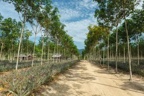 Pineapples on tropical fruit field Foto stock