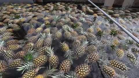 Pineapples Washed &amp; Bathed Stock Footage 49066047