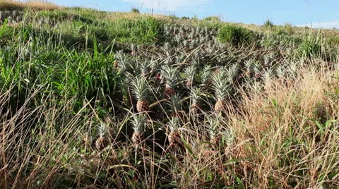 Pineapples in the wild Stock-Footage 49065958