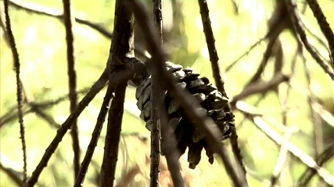 Pinecone 01 Stock Footage 330513