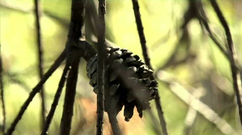 Pinecone 02 Stock Footage 330515
