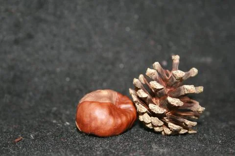 Pinecone and Conker Foto stock