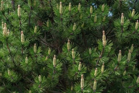 Pinecone and needles. Stock Photos