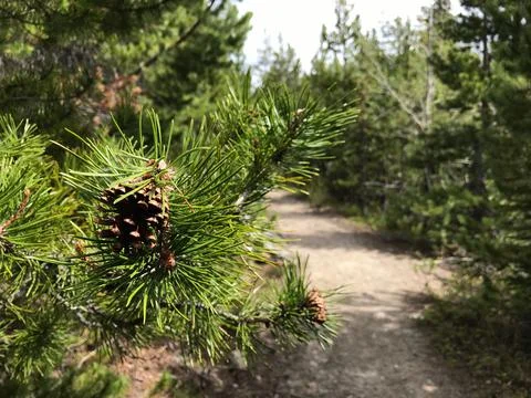 Pinecone and a Path Stock Photos