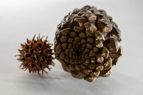 Pinecone and Seed Pod Stock Photos