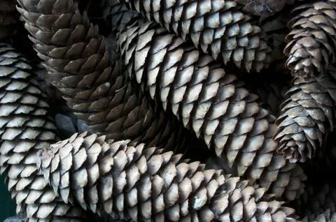 Pinecone, background Stock Photos