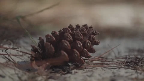 Pinecone On Beach At Sunset Stock Footage 205400020