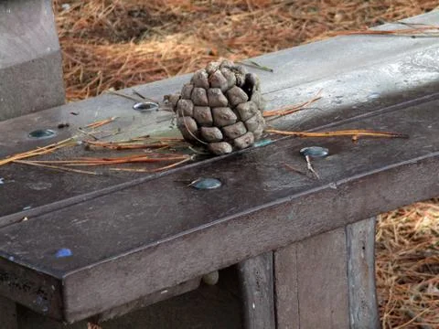 Pinecone on the bench b Stock Photos