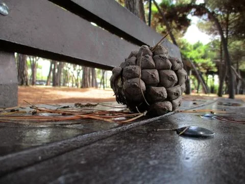 Pinecone on the bench c Stock Photos