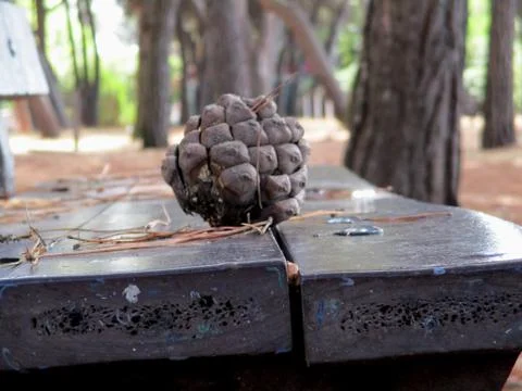 Pinecone on the bench d Stock Photos