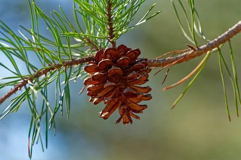 Pinecone on a branch closeup Stock Photos