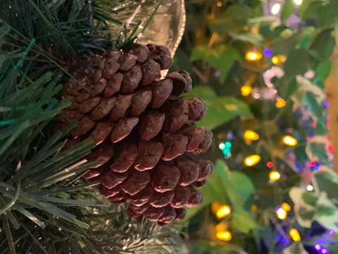 Pinecone Christmas  Foto stock