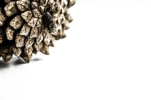 Pinecone close-up, back view. On white background. Place for your text. Suita Stock Photos