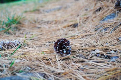 Pinecone close up in bed of pine needles Stock Photos