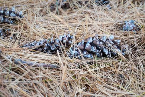 Pinecone close up in bed of pine needles Stock Photos
