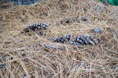 Pinecone close up in bed of pine needles Stock Photos